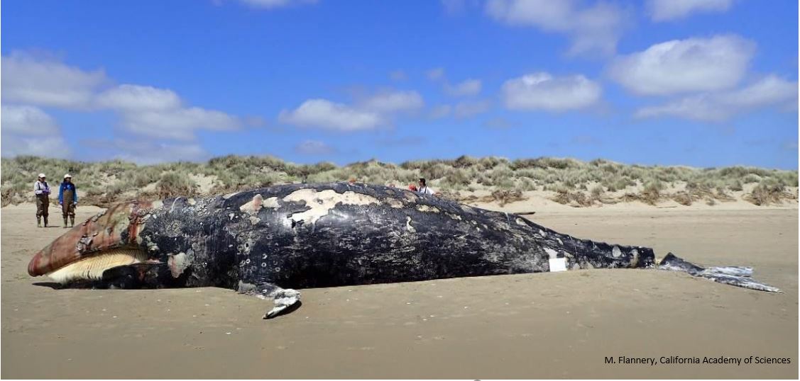 2019 Gray Whale Unusual Mortality Event – The Ocean Resource